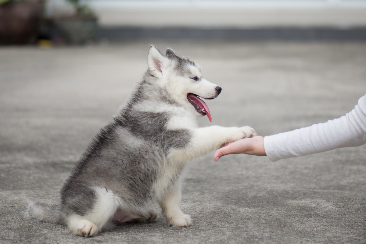 子犬教室