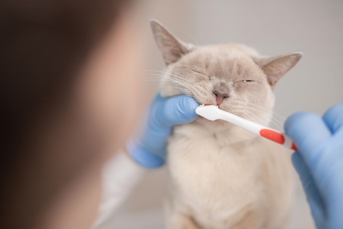 子猫教室