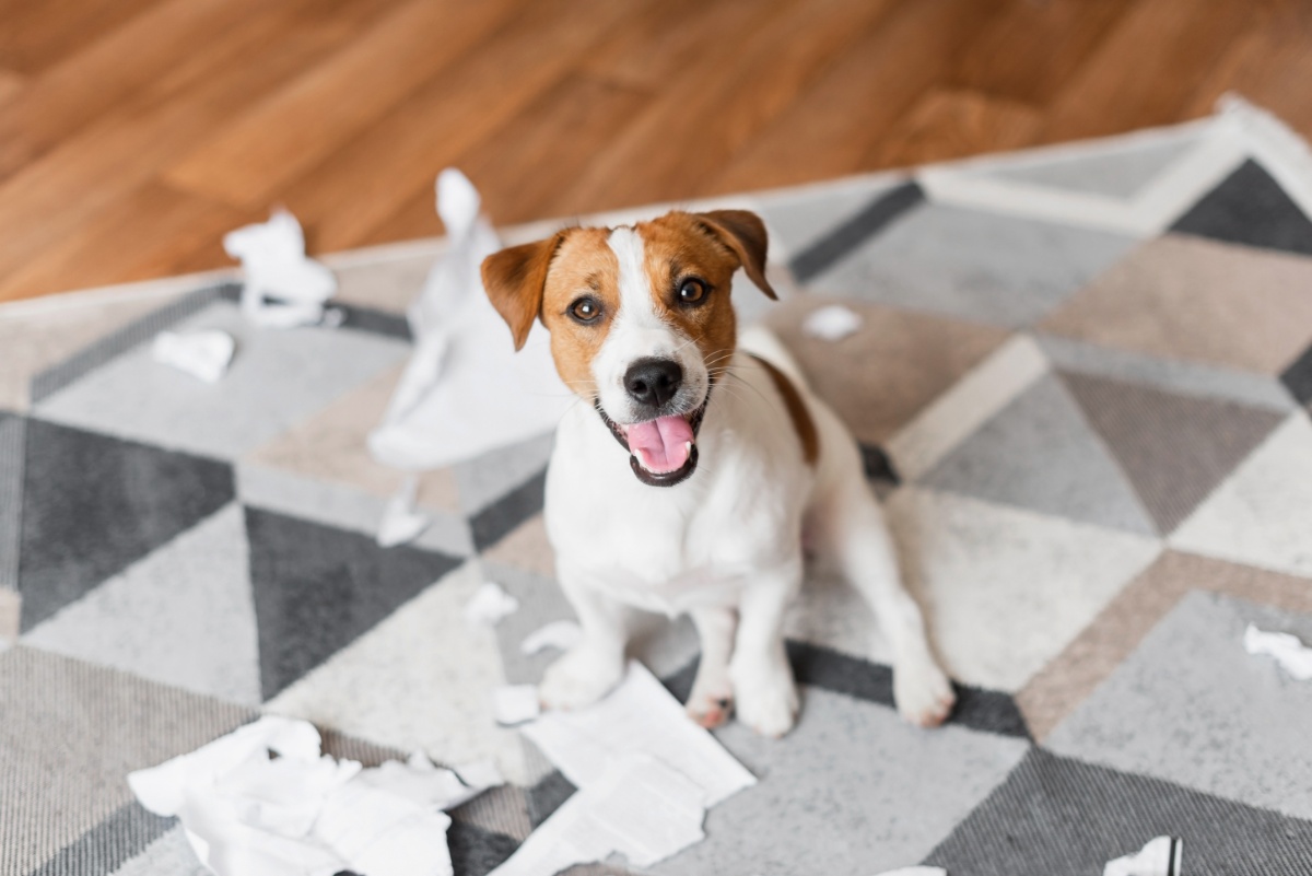 ご自宅だからこそ見える本来の姿を大切にして丁寧に愛犬・愛猫を診療